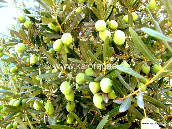 Big fat green olives, Halkidiki